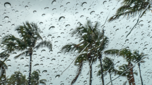Palm trees on a rainy and windy day.